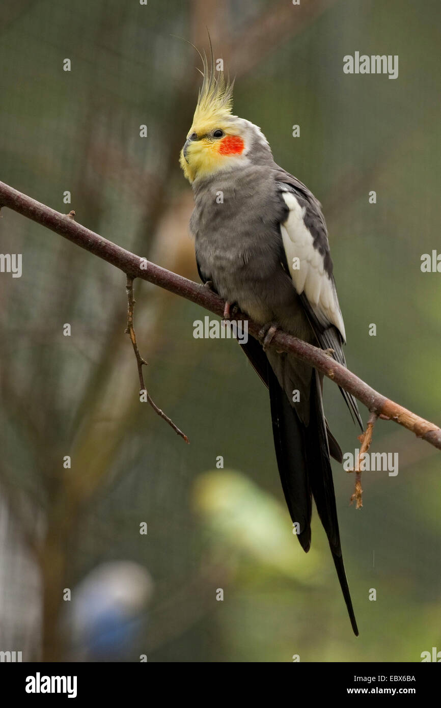 Nymphensittich (Nymphicus Hollandicus), Männchen auf einem Ast Stockfoto