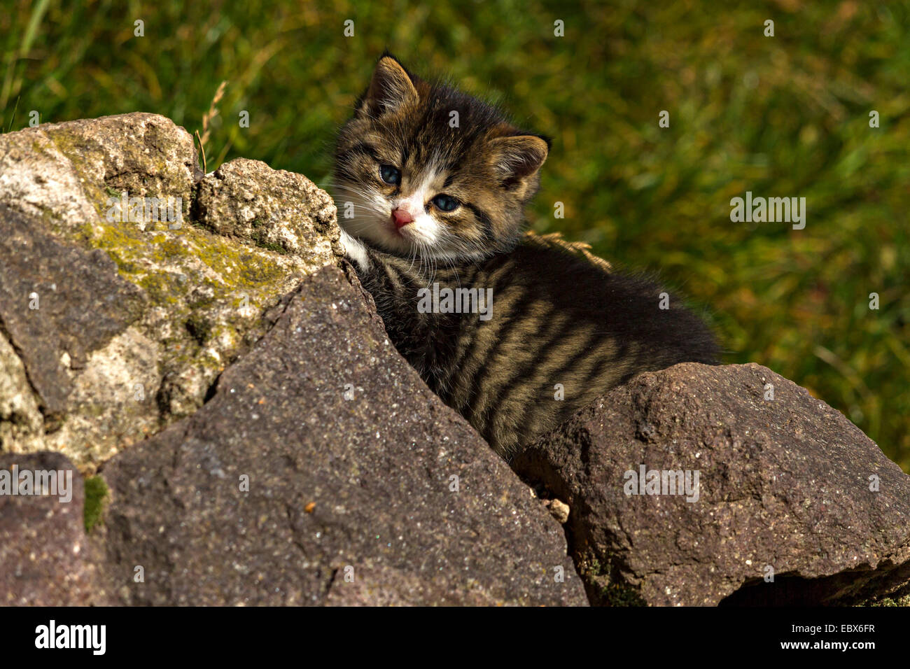 Junge Katzen (Kitten) zwischen Felsen Stockfoto