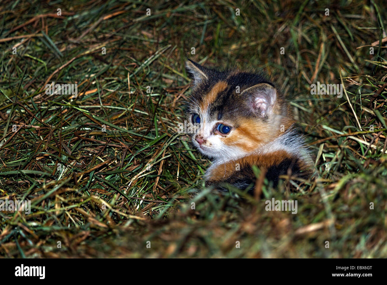 Porträt einer Schildpatt-Katze im Stroh Stockfoto