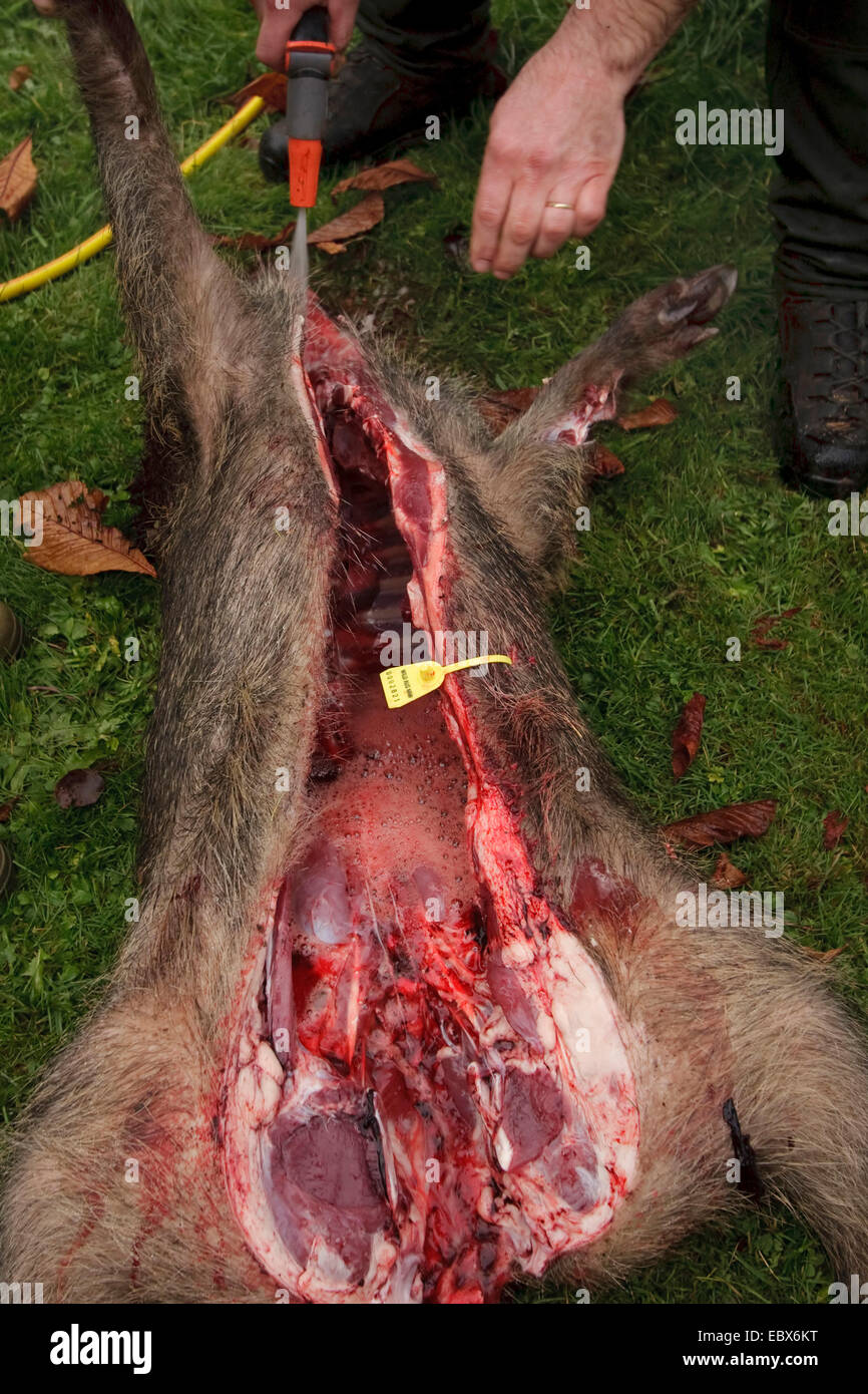 Wildschwein, Schwein, Wildschwein (Sus Scrofa), Hunter Ausweiden und Reinigung einem Schuss Jungtier, Deutschland Stockfoto