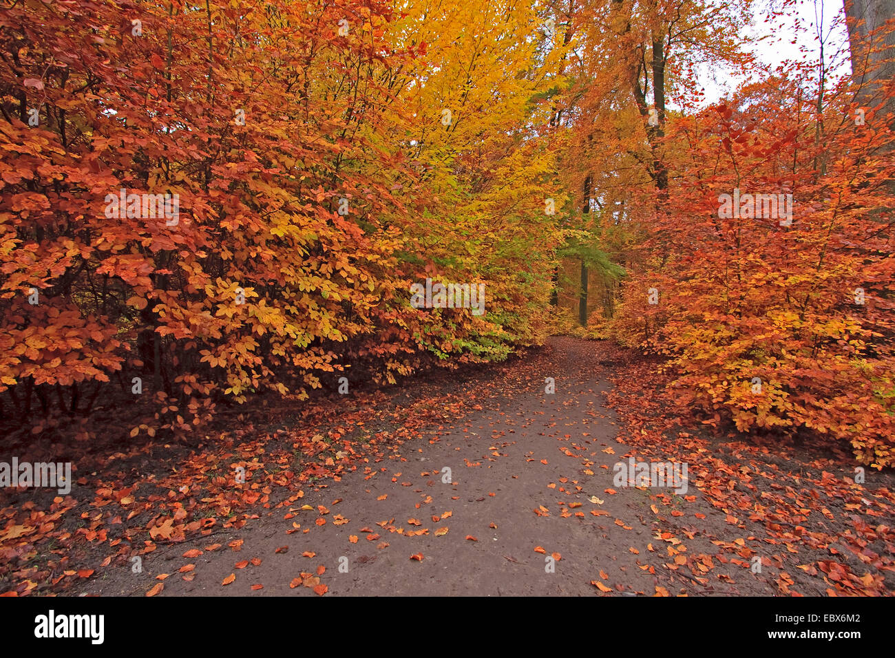 Waldweg im späten Auumn, Deutschland Stockfoto