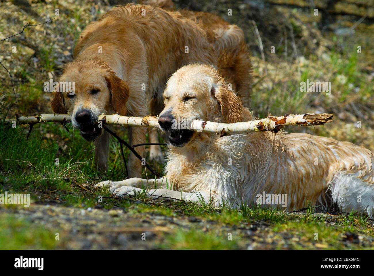 Golden Retriever (Canis Lupus F. Familiaris), zwei Hunde halten die Sam  Birke Branch in den Mund, Deutschland Stockfotografie - Alamy