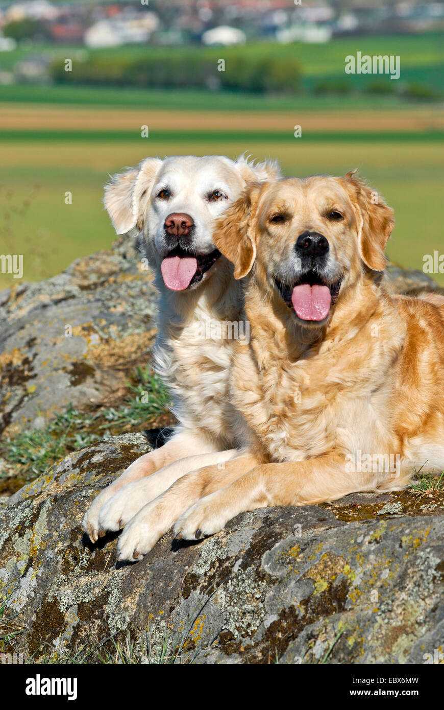 Golden Retriever (Canis Lupus F. Familiaris), zwei Hunde sitzen