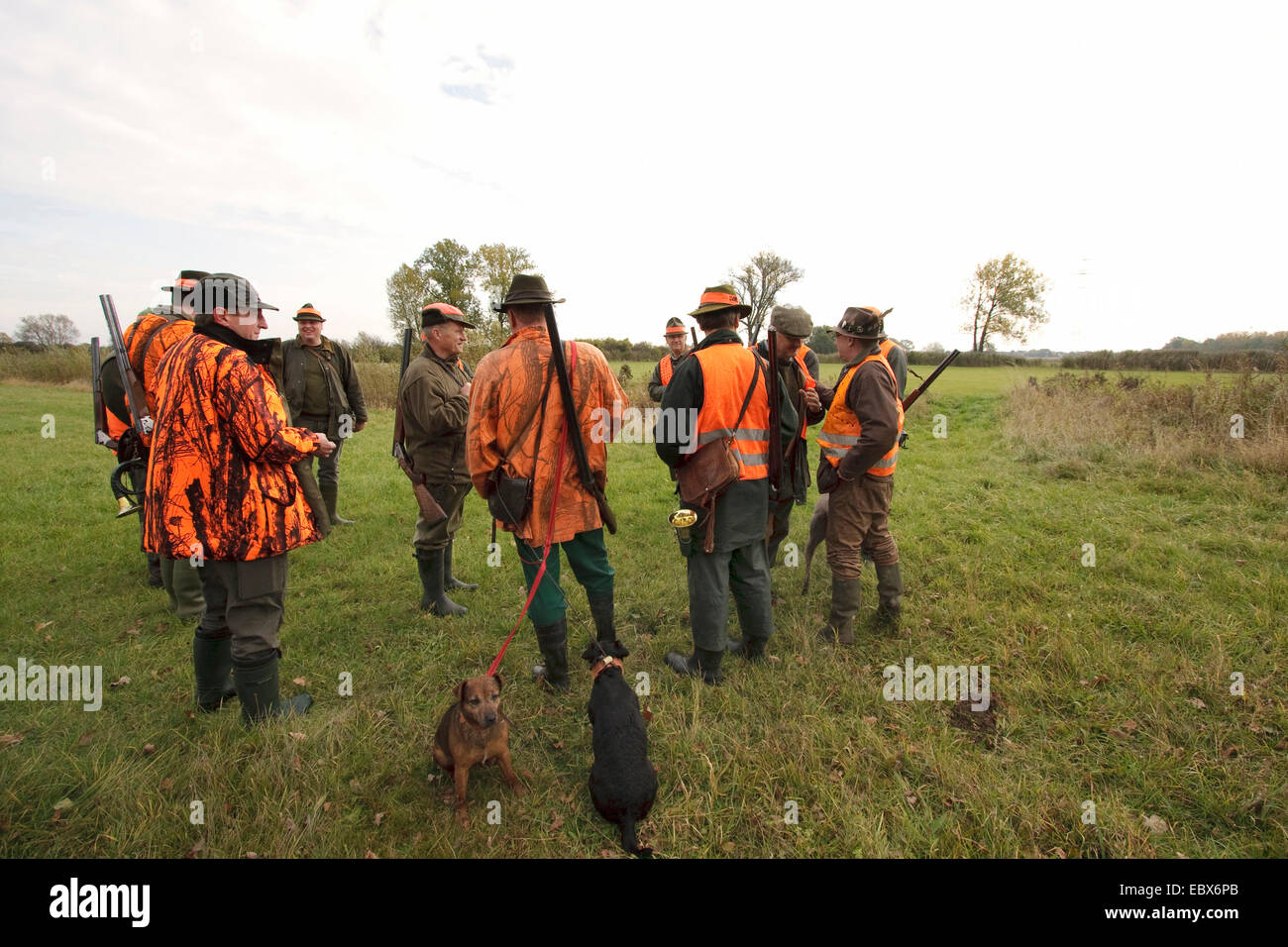 Weimaraner (Canis Lupus F. Familiaris), schießen gesammelt auf einer Wiese für eine Treibjagd, Deutschland Stockfoto