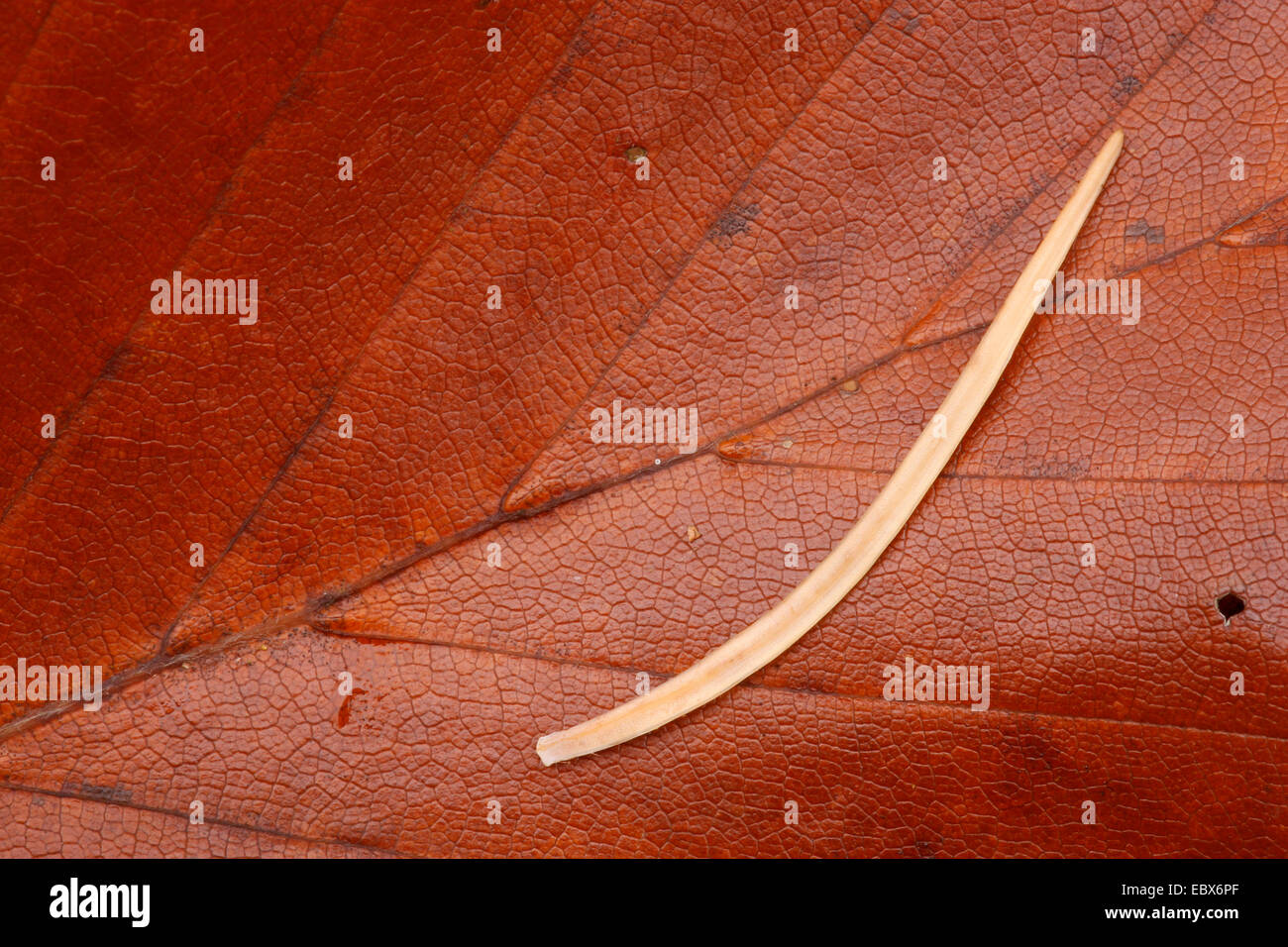 gemeinsamen Lärche, Lärche (Larix Decidua, Larix Europaea), hellen Blatt Ob einer Lärche liegen auf einem roten Herbst Blatt aus Buche, Deutschland, Rheinland-Pfalz Stockfoto