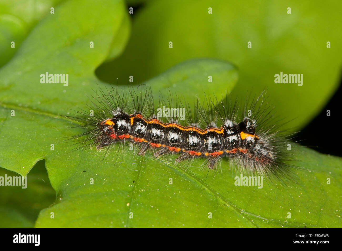 gelb-Tail, Gold-Tail (Euproctis Similis, Porthesia Similis, Sphrageidus Similis), Raupe auf einem Eichenblatt, Deutschland Stockfoto