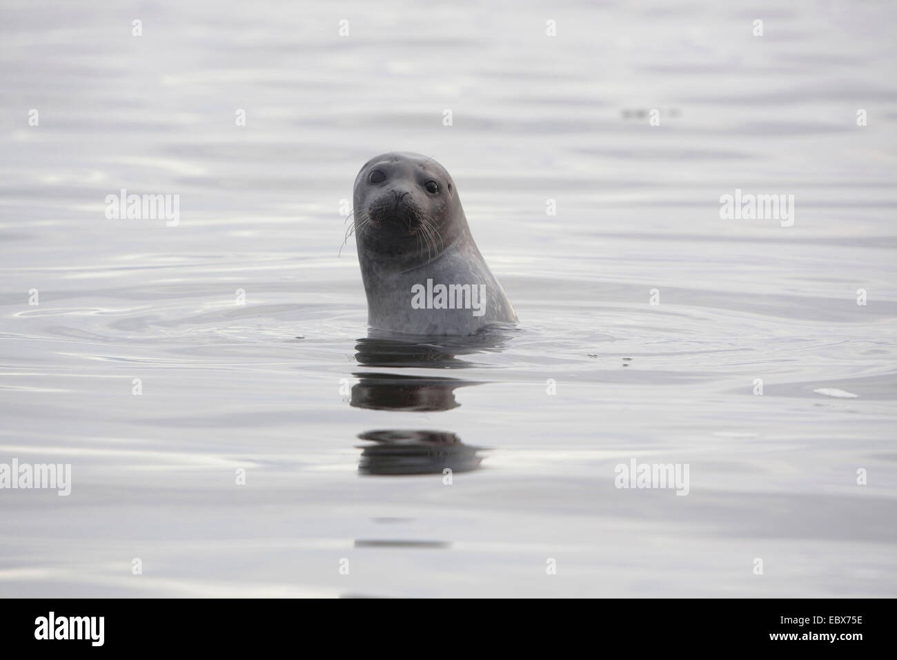 Harbor Seal, Seehunde (Phoca Vitulina), der Blick aus dem Wasser, Norwegen, Spitzbergen, Fuglehuken Stockfoto