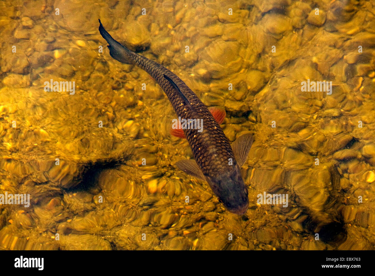 Döbel (Leuciscus Cephalus), in der Strömung eines klaren Flusses, Deutschland, Bayern, Staffelseeache Stockfoto