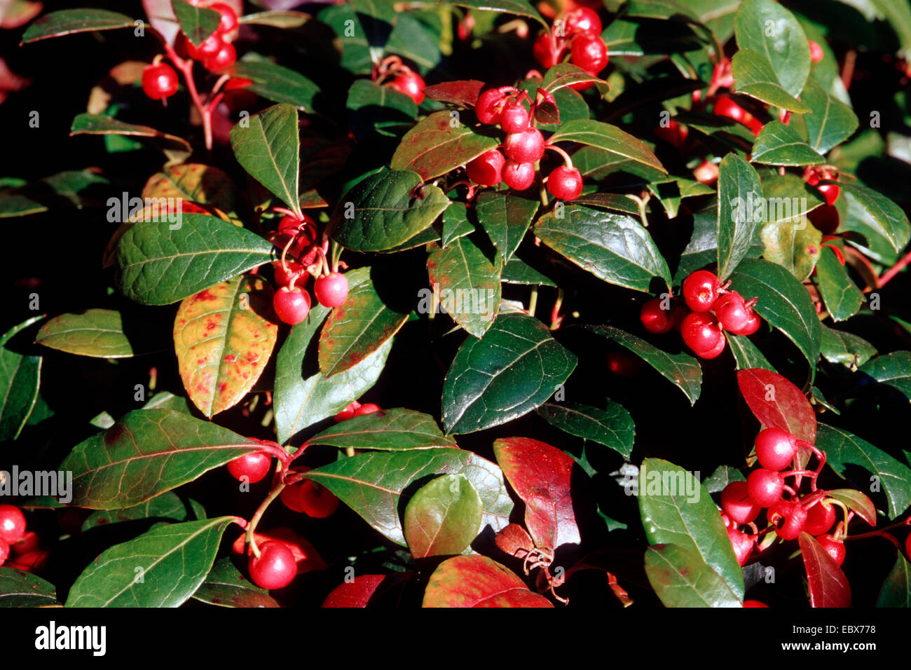 östliche Teaberry, Wintergrün (Callunen Procumbens), mit Früchten Stockfoto