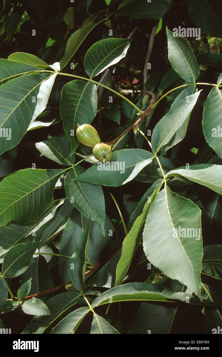Shag-Rinde Hickory, Shagbark Hickory (Carya Ovata), Zweig mit Früchten Stockfoto