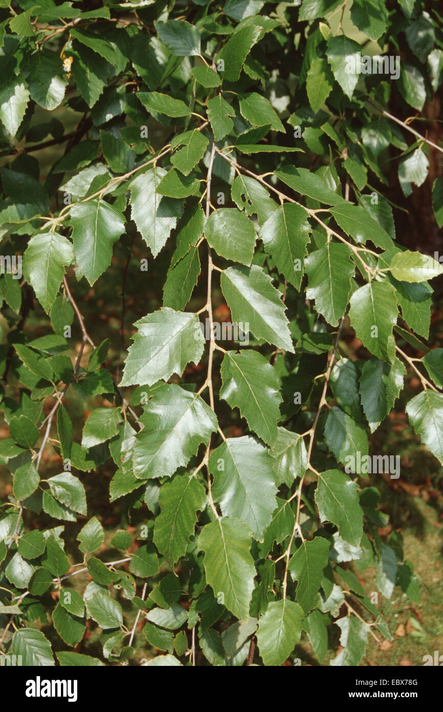 Fluss-Birke, schwarz-Birke (Betula Nigra), Zweige Stockfoto