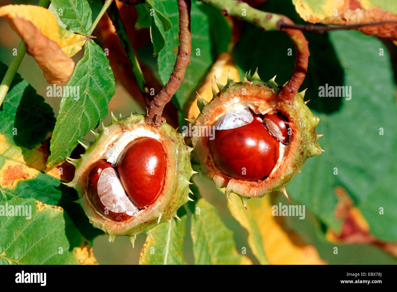 gemeinsame Rosskastanie (Aesculus Hippocastanum), eröffnet Früchte auf einem Ast, Deutschland Stockfoto