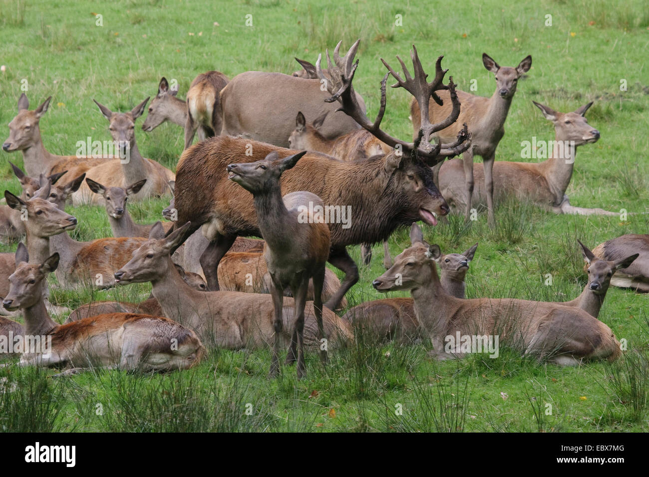 Rothirsch (Cervus Elaphus), Herde Hirschkühe und Platzhirsch in der Mitte, Deutschland Stockfoto