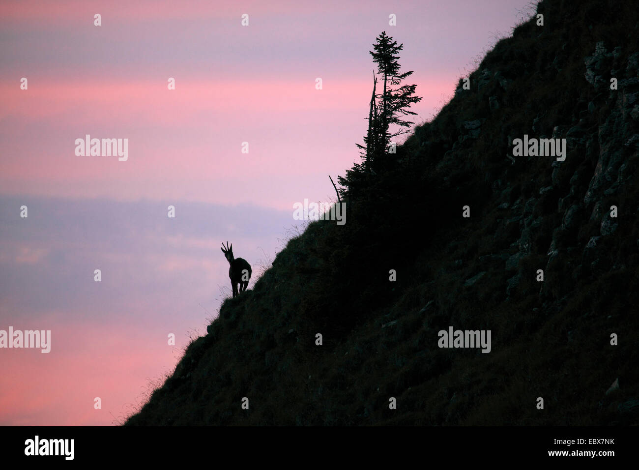 Gämse (Rupicapra Rupicapra), weibliche am Niederhorn, Schweiz, Berner Oberland Stockfoto