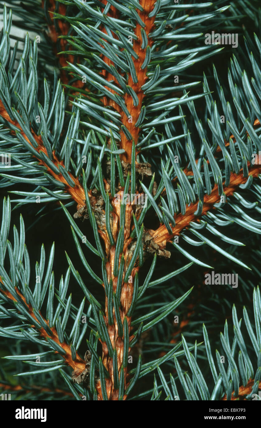 Kolorado-blau-Fichte (Picea Pungens 'Glauca', Picea Pungens Glauca), Zweig Stockfoto