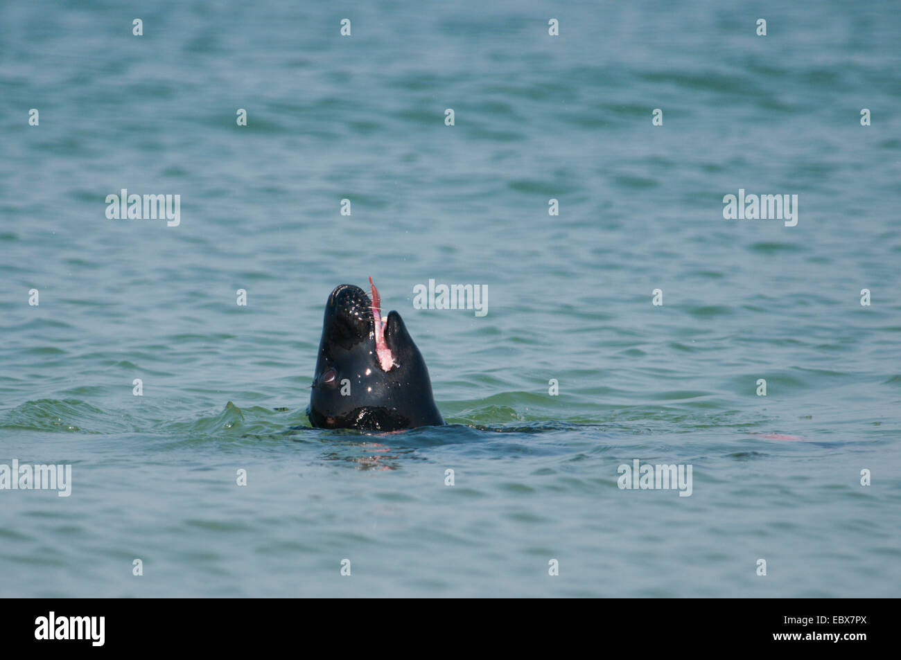 graue Dichtung (Halichoerus Grypus), Fütterung ein Fisch im Wasser, Deutschland, Schleswig-Holstein, Helgoland Stockfoto