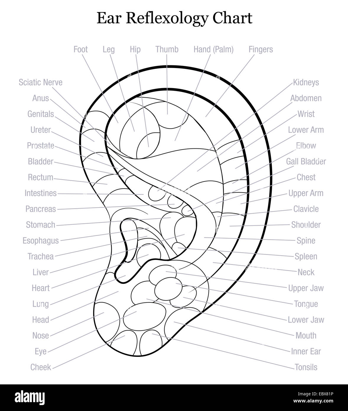 Ohr-Reflexzonen-Diagramm mit genauer Beschreibung der entsprechenden inneren Organe und Körperteile. Stockfoto