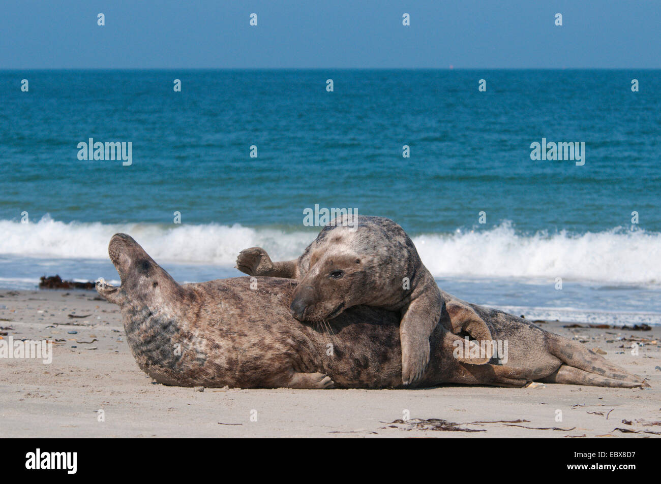grau (Halichoerus Grypus) versiegeln, zwei Bullen kämpfen am Strand, Deutschland, Schleswig-Holstein, Helgoland Stockfoto
