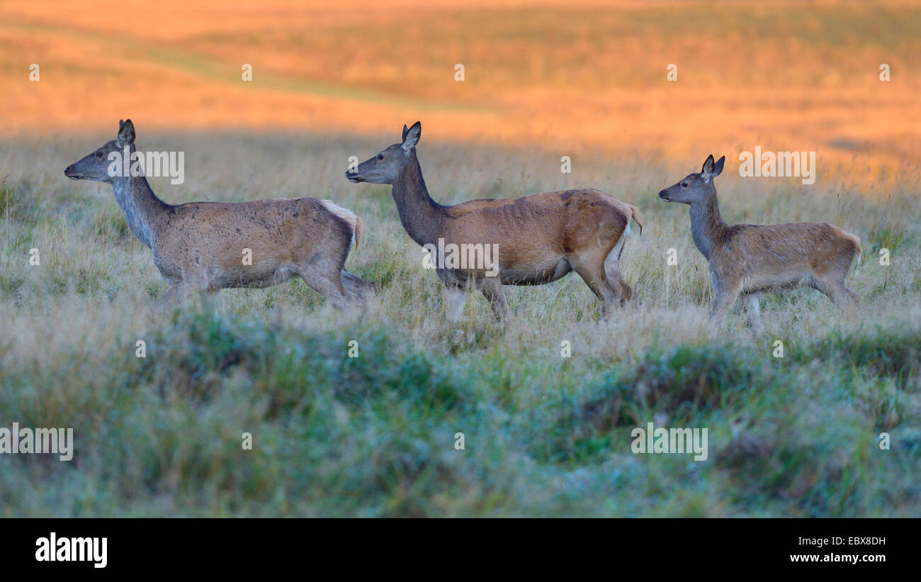 Rothirsch (Cervus Elaphus), zwei Hirschkühe mit Faon überqueren eine Wiese im Morgenlicht, Dänemark Stockfoto