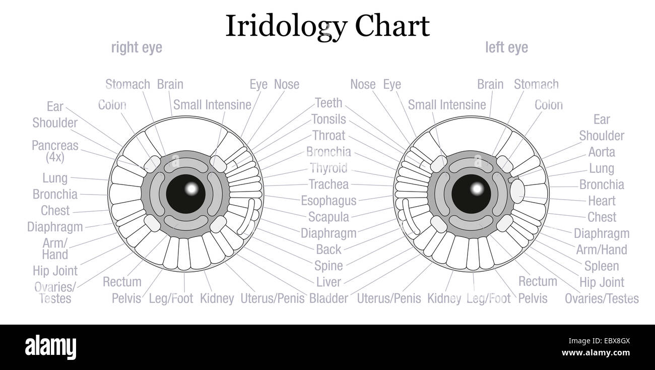 Iris Diagnose oder Iridologie Diagramm mit genauer Beschreibung der entsprechenden inneren Organe und Körperteile. Stockfoto