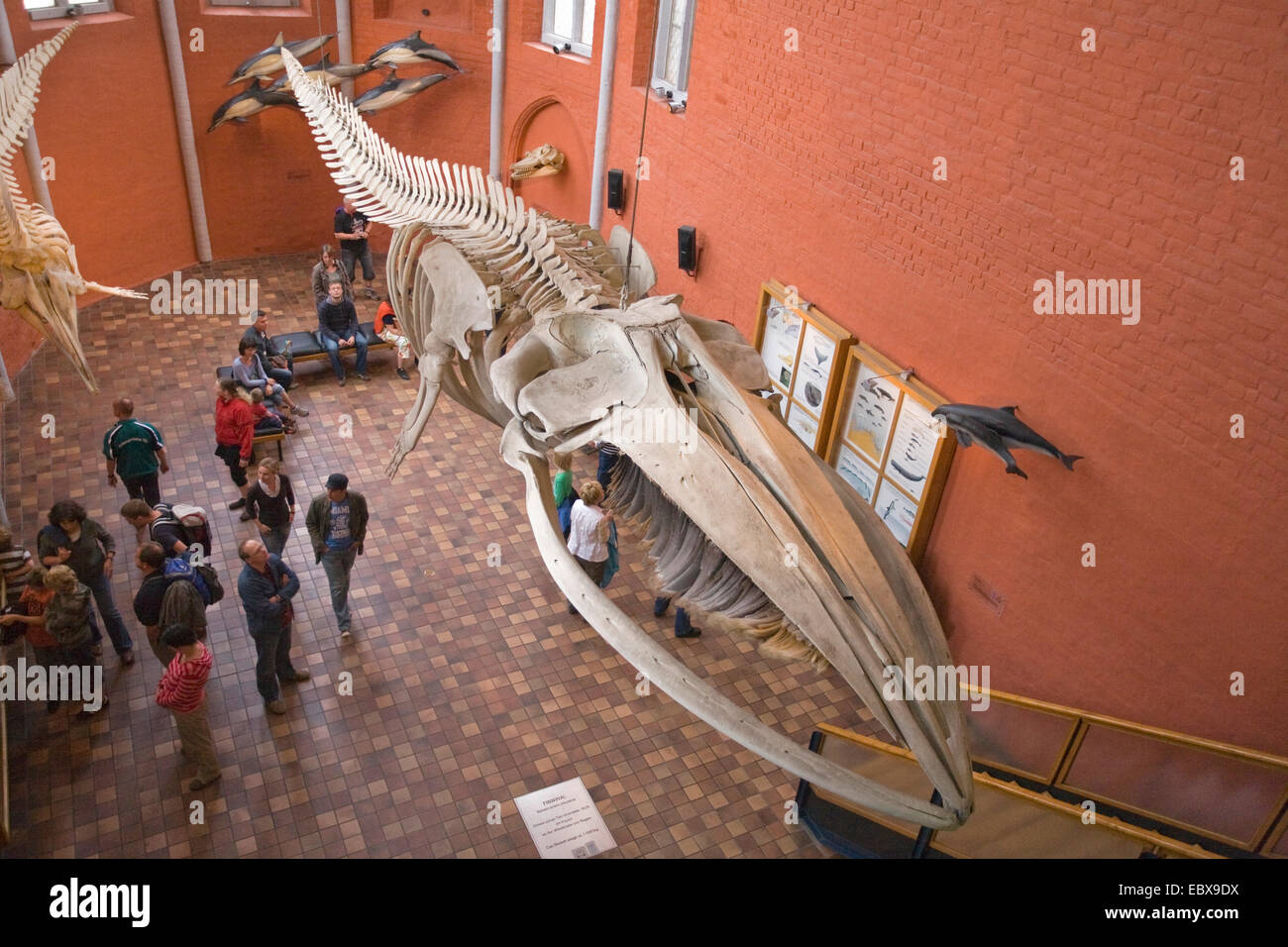 FIN Whale, gemeinsame Rorqual (Balaenoptera Physalus), Skelett der Finnwal in einem Museum für Naturgeschichte Stockfoto