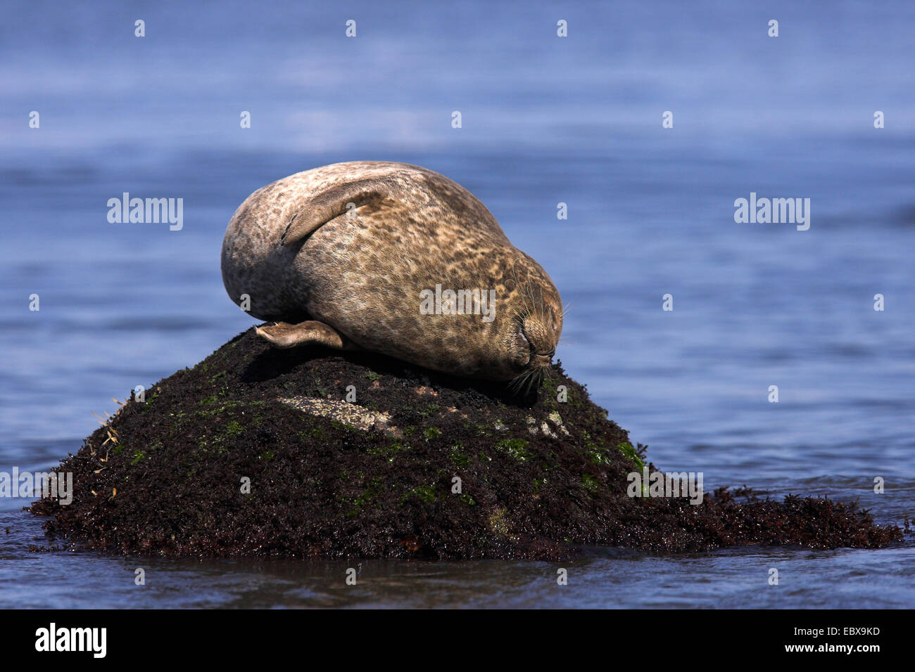 Harbor Seal, Seehunde (Phoca Vitulina), schlafen auf einem Felsen, USA, Kalifornien Stockfoto