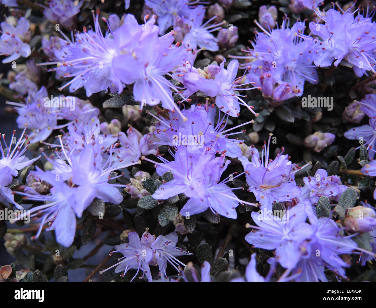 Rhododendron (Rhododendron Impeditum), blühen Stockfoto