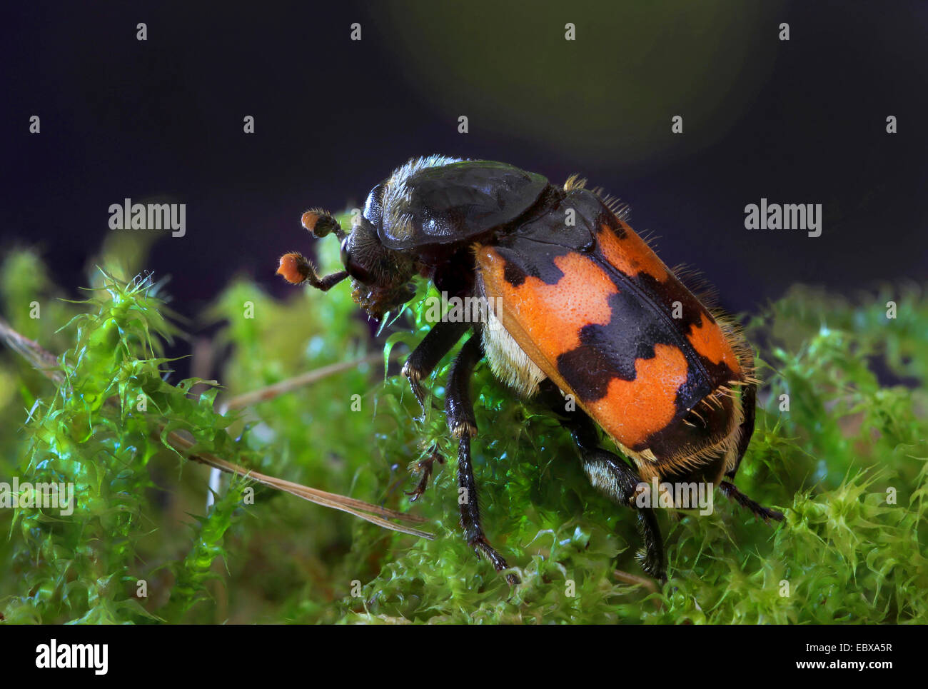 Burying Käfer (Necrophorus Vespillo), auf Moos Stockfoto