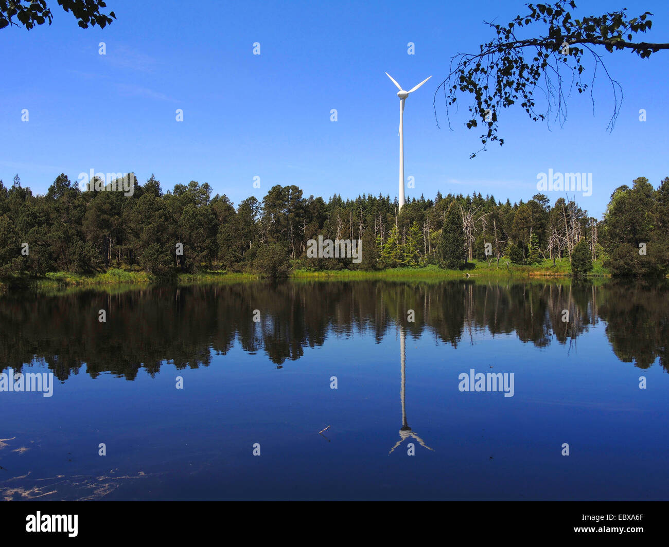 Teich mit Pin-Rad im Hintergrund, Deutschland, Baden-Württemberg, NSG Blindensee Moor Stockfoto