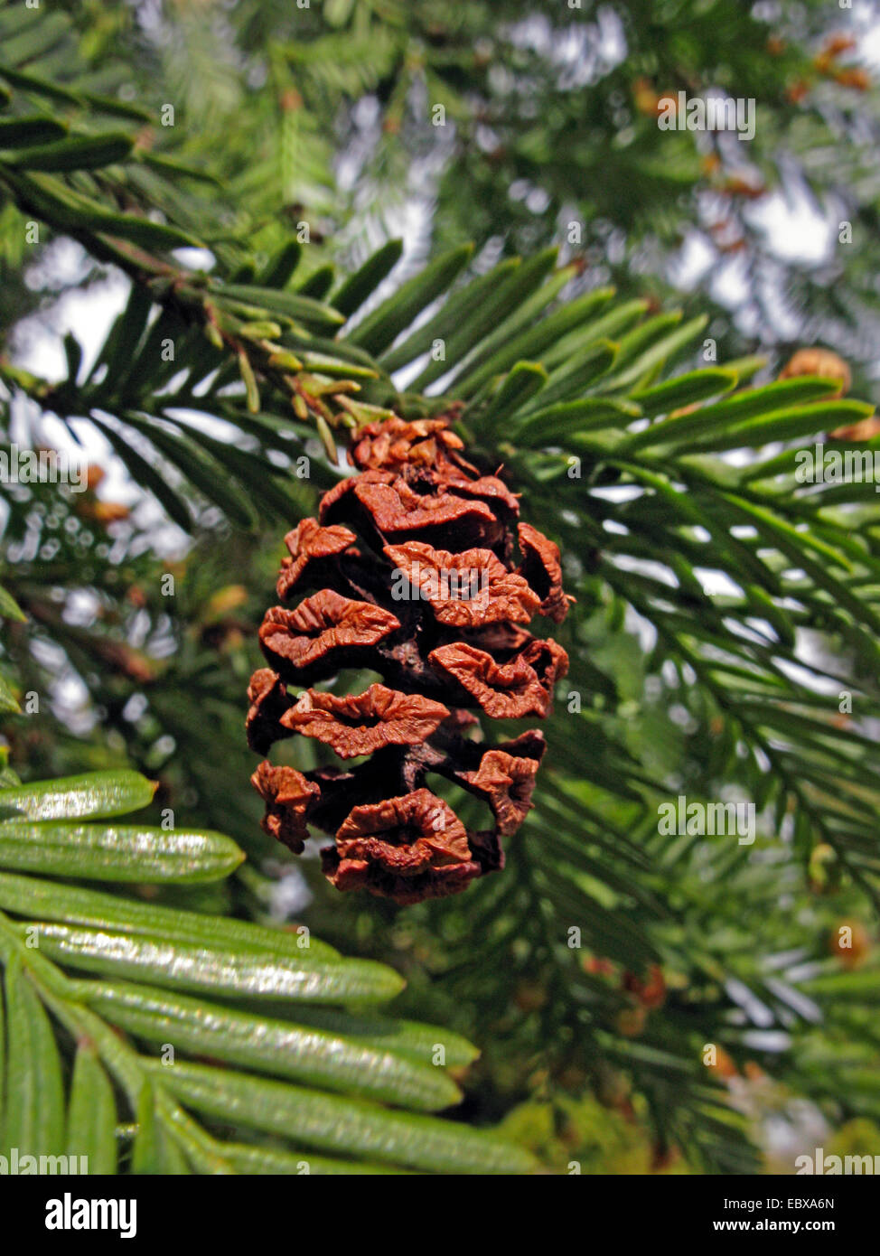 California Redwood, Coast Redwood (Sequoia Sempervirens), Zweig mit Reifen Kegel Stockfoto