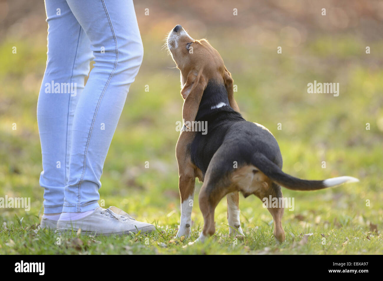 Beagle (Canis Lupus F. Familiaris), nach oben zu seiner Herrin, Deutschland Stockfoto