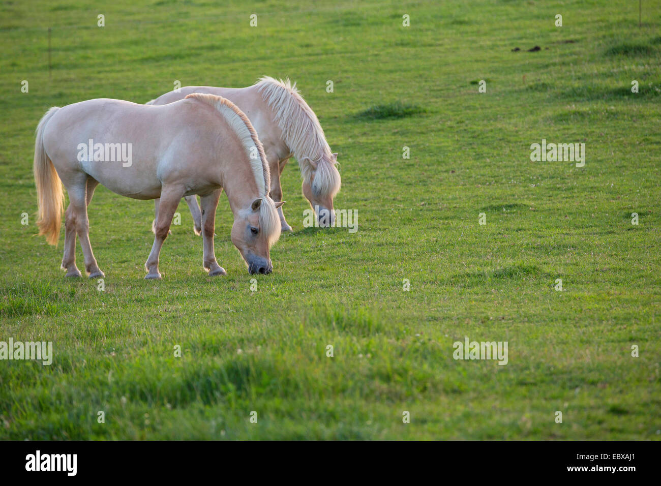 Fjord-Pferd, norwegische Pferd (Equus Przewalskii F. Caballus), zwei Fjord-Pferde auf der Weide, Deutschland, Schleswig-Holstein Stockfoto