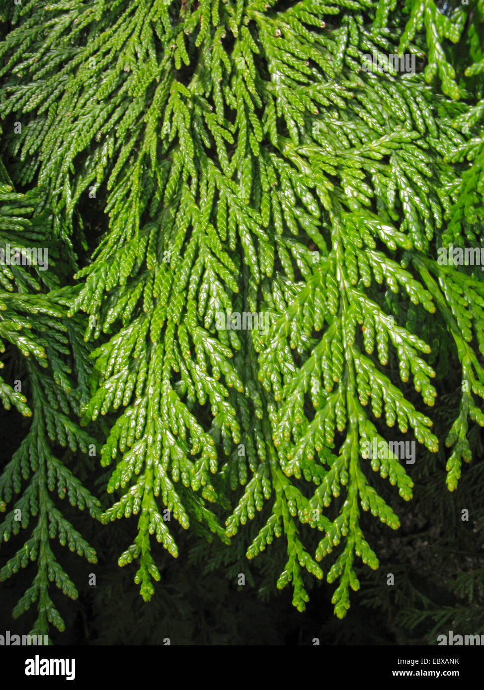 Red Cedar (Thuja plicata), Zweige mit mnnlichen Blten Stockfotografie -  Alamy