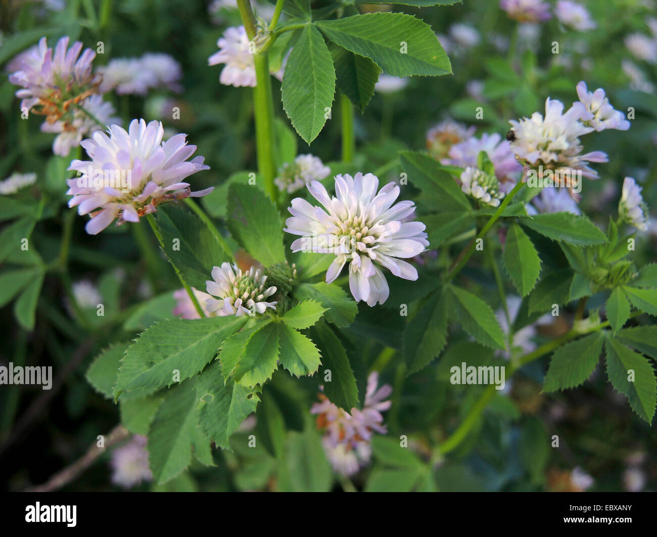 Persischer Klee, Shaftal (Trifolium Resupinatum), blühen, Deutschland Stockfoto