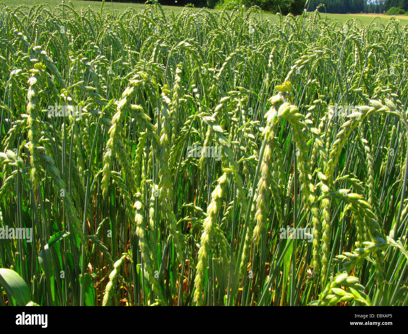 Dinkel (Triticum spelta), Feld Feld, Dinkel, Deutschland, Baden-Württemberg Stockfoto