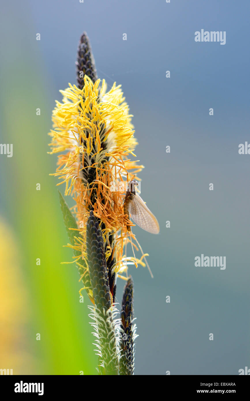 Segge (Carex spec.), Eintagsfliege am Blütenstand einer Segge, Österreich, Steiermark Stockfoto