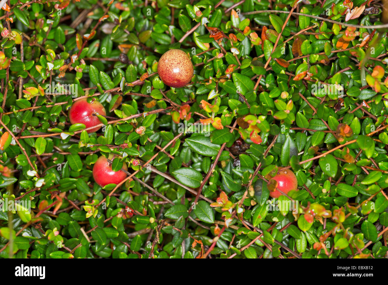 Wild-Preiselbeeren, Moor Cranberry, kleine Preiselbeere, Sumpf Moosbeere (Vaccinium Oxycoccos), mit Beeren, Deutschland Stockfoto