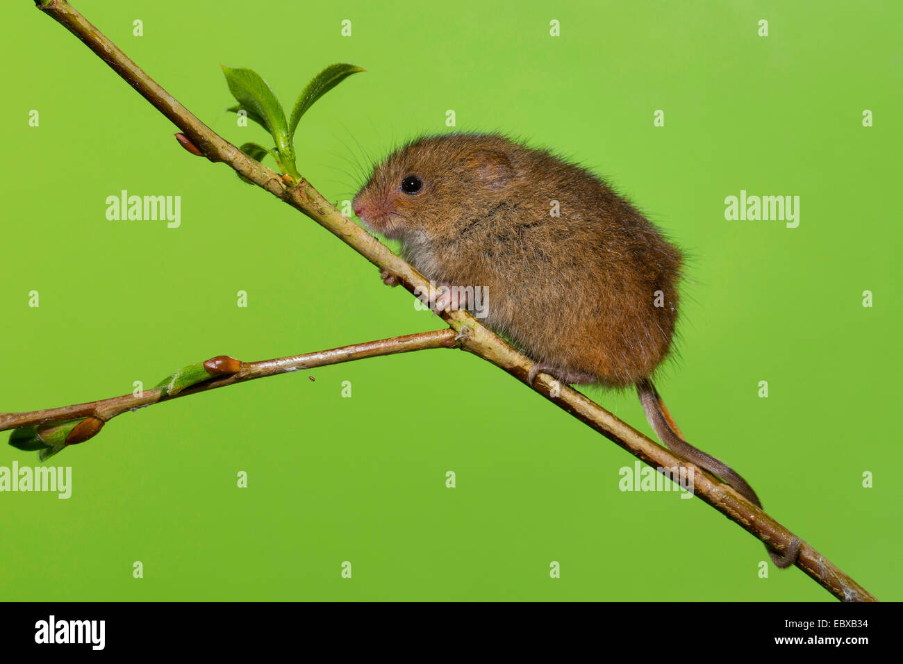 Alten Welt Zwergmaus (Micromys Minutus), auf einem Zweig, Deutschland Stockfoto