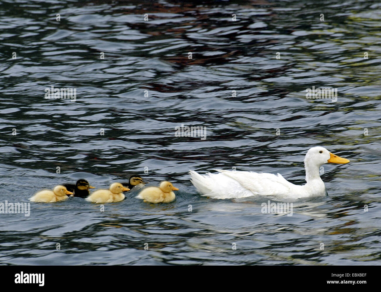 inländische Ente (Anas Platyrhynchos F. Domestica), Swimmming Hausente mit Küken Stockfoto