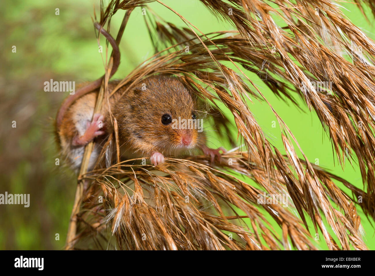 Alten Welt Zwergmaus (Micromys Minutus), an der Rispe, Deutschland Stockfoto