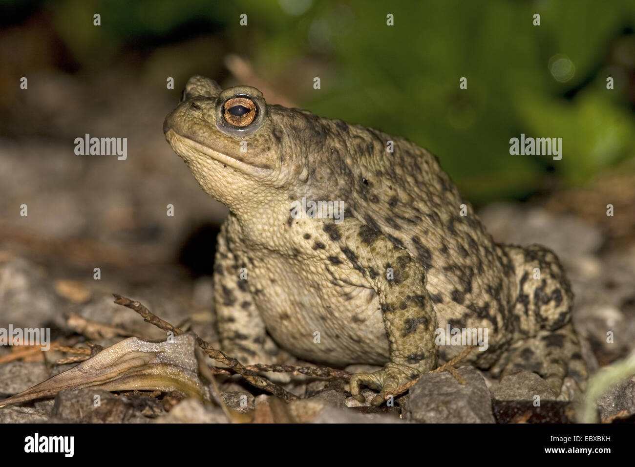 Europaischen Gemeinsamen Krote Bufo Bufo Krote Nachts Im Garten