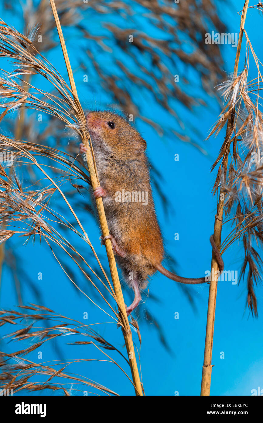 Alten Welt Zwergmaus (Micromys Minutus), an einem Stiel, Deutschland Stockfoto