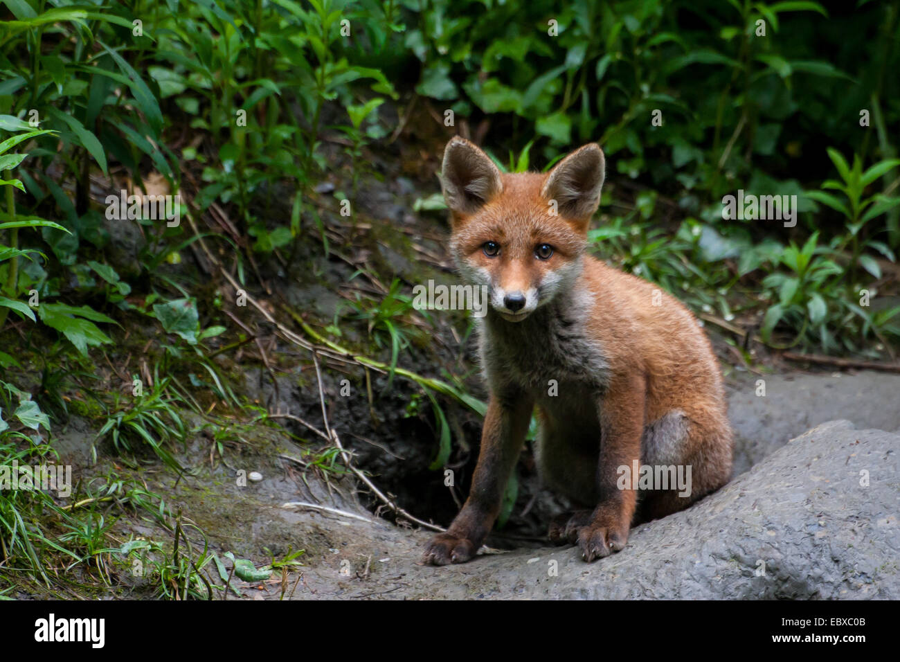 Rotfuchs (Vulpes Vulpes), Fox Cub vor seiner Höhle, Schweiz, Sankt Gallen Stockfoto