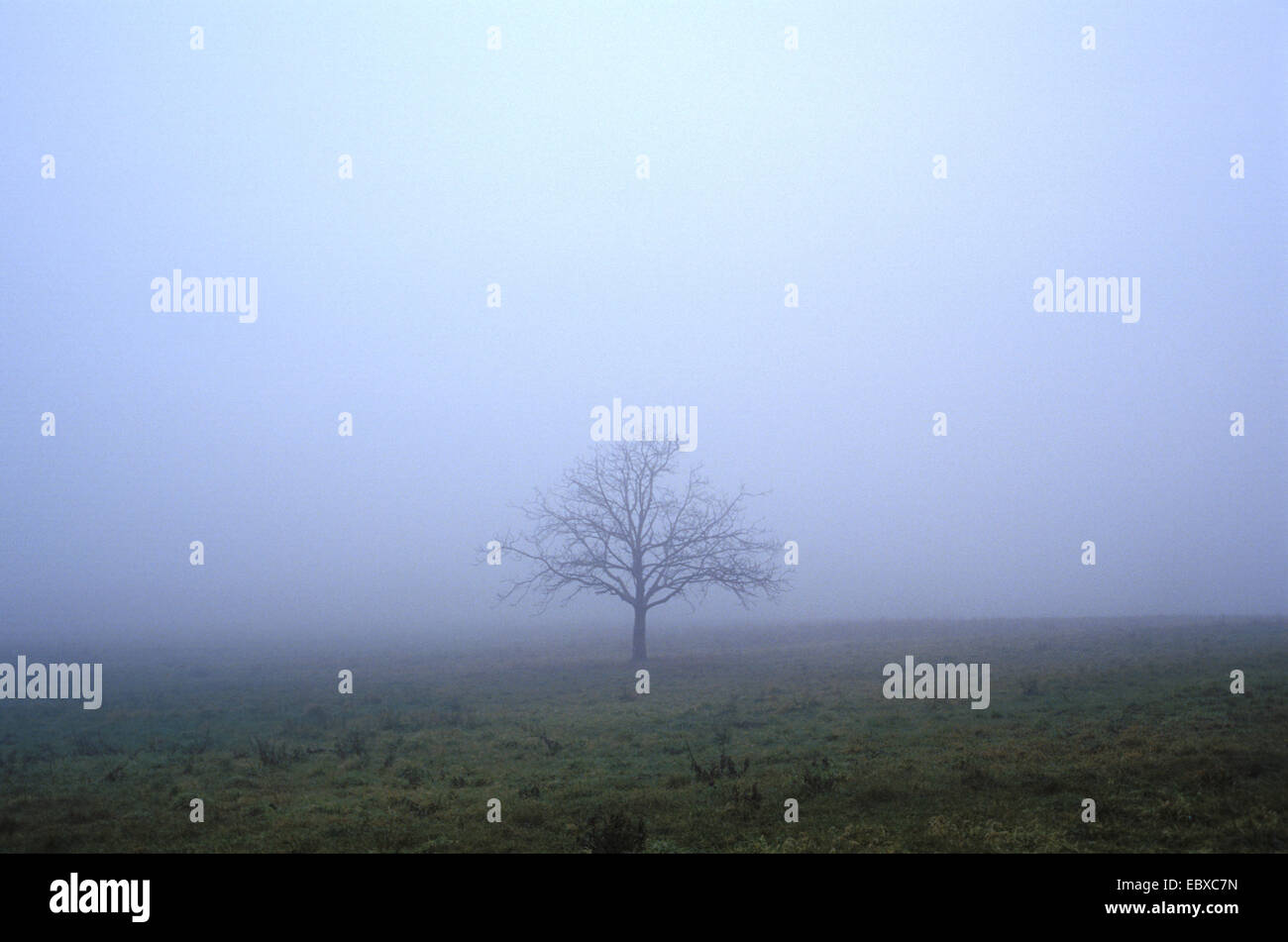 Baum im Nebel Stockfoto