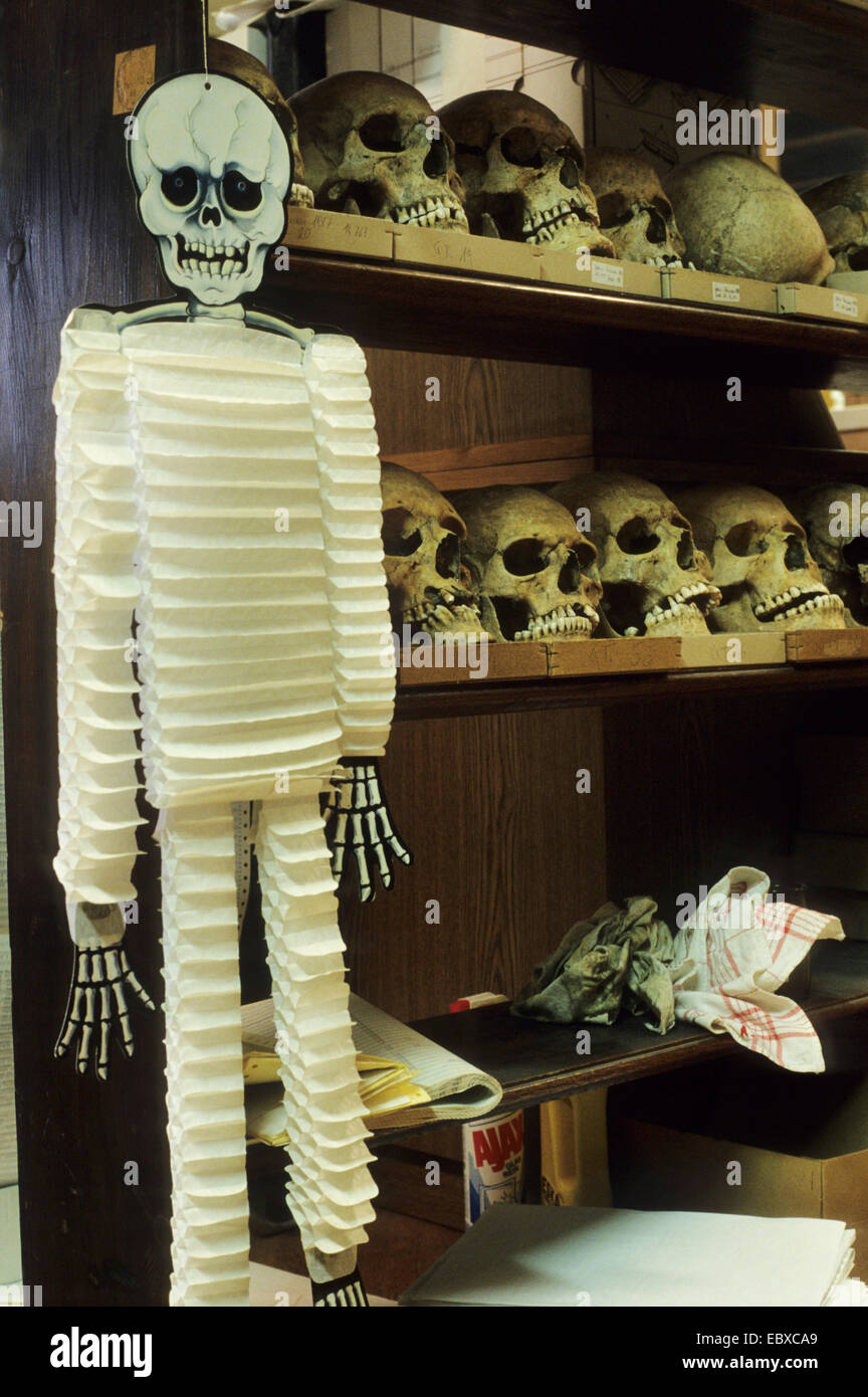 menschliche Schädel Papier als nächstes fleischlichem in einem Museum für Naturgeschichte Stockfoto