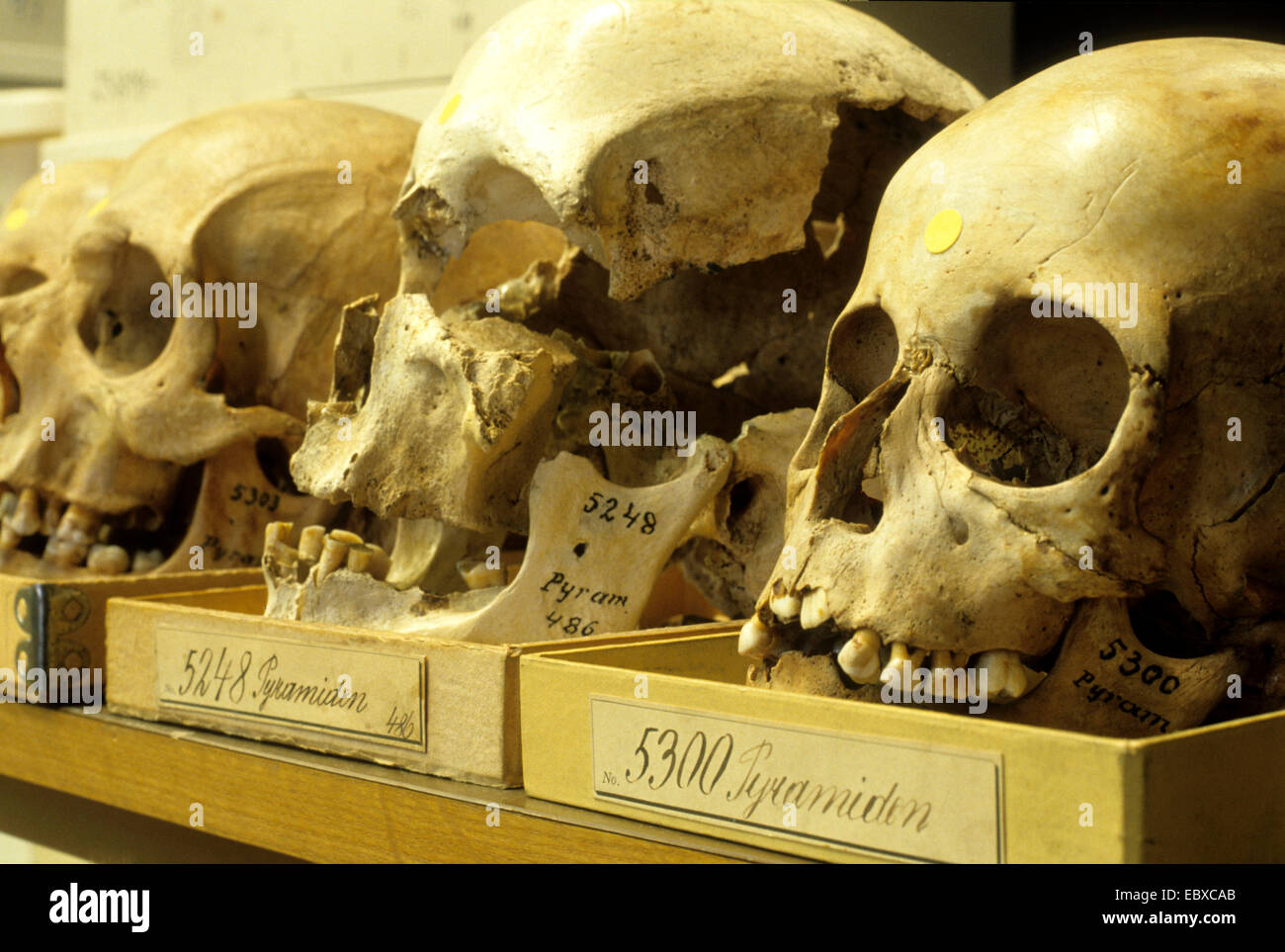 menschliche Schädel im Museum für Naturkunde Stockfoto