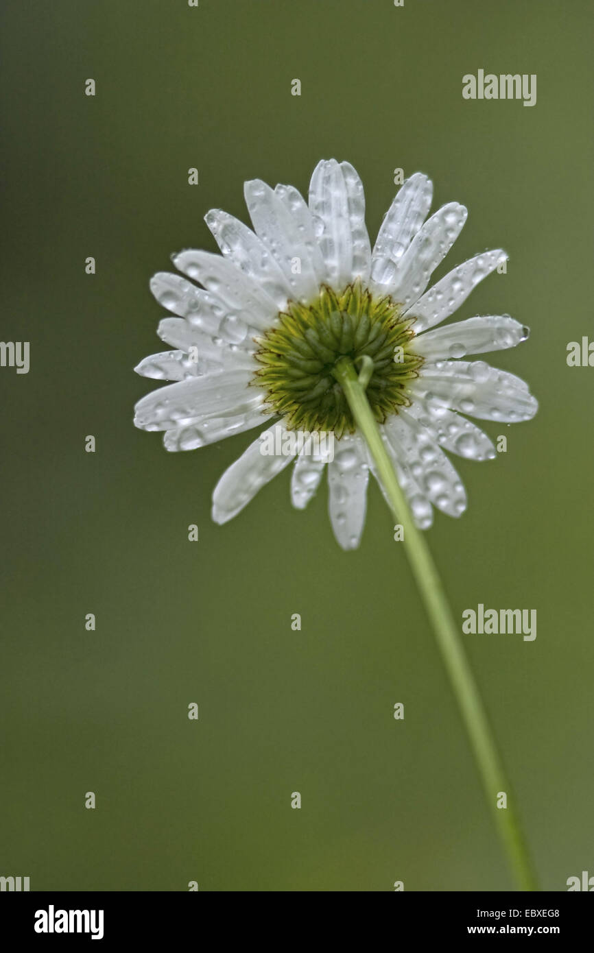 Oxeye Daisy, Ochsen-Auge Daisy, weiß-Weed, White Daisy Hund Gänseblümchen, Margerite (Chrysanthemum Leucanthemum, Leucanthemum Vulgare), bedeckt im Tau, Belgien Stockfoto