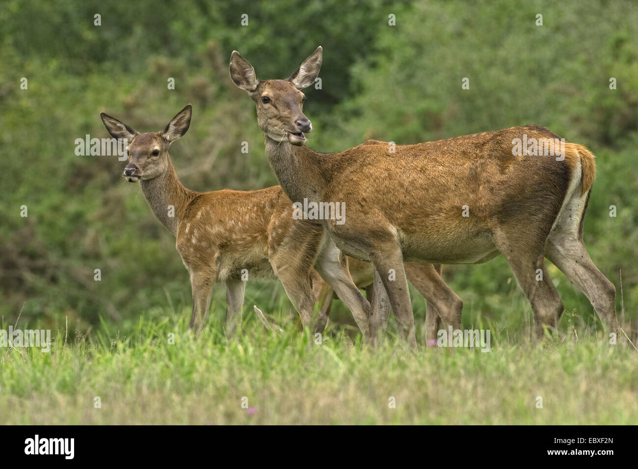 Rothirsch (Cervus Elaphus), Mutter und Kitz, Frankreich Stockfoto