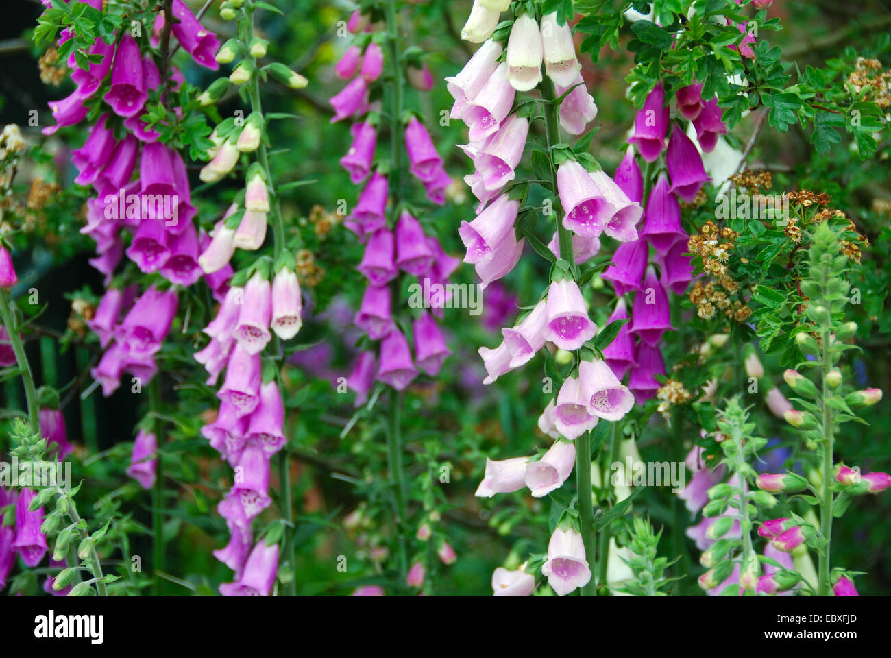 Thomas Telford Tollhouse Schaugarten, Bauerngarten, RHS Chelsea Flower Show 2007, London, Großbritannien. Stockfoto