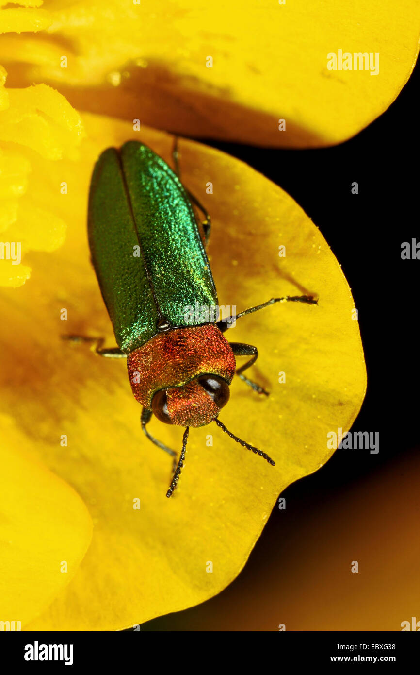 Juwel-Käfer, metallische Holz-langweilig-Käfer (Anthaxia Nitidula), Weiblich auf einer Blume, Deutschland Stockfoto